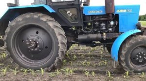 Трактор МТЗ 82.1 в работе с междурядным культиватором крн-5.6