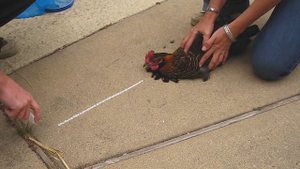 Курицу загипнотизировали