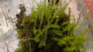 Про мхи и создание мохариума!