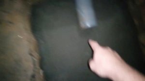 Кормление африканского клариевого сома  креветкой и тюлькой