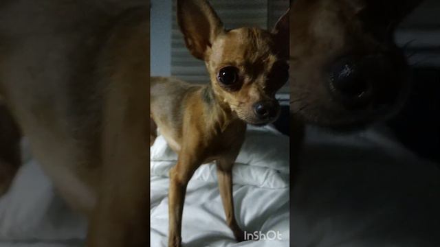 Всем добра🐕 #всемдобра  #моясобака #люблюсвоюсобаку #бытьдобру