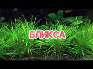 БЛИКСА ЯПОНСКАЯ. СОДЕРЖАНИЕ В АКВАРИУМЕ