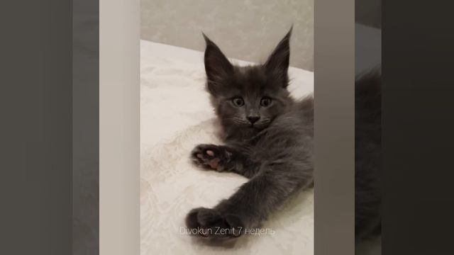 Зенит (7 недель) окрас голубой солид смотреть онлайн