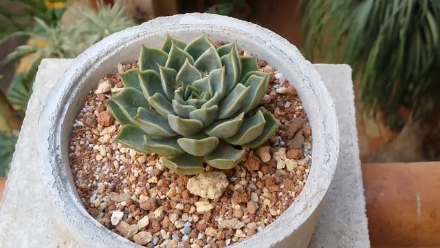 || MY ECHEVERIA AGAVOIDES COLLECTION || смотреть онлайн