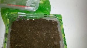 Как подготовить землю для рассады в домашних условиях.Как избавиться от земляных мушек.Семена сеем