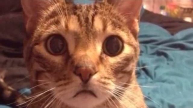 Старый кот плачет как ребёнок, когда с него снимают старый свитер, только посмотрите на этого смотреть онлайн