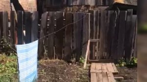 Заброшенная д. БЕРЕЗОВАЯ/ Балахтинский район/осталось 7 человек.