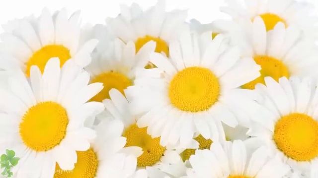 Божественная музыка, трогающая сердце (музыка цветов)! Лучшая музыка в мире Сергей Грищук #5 смотреть онлайн