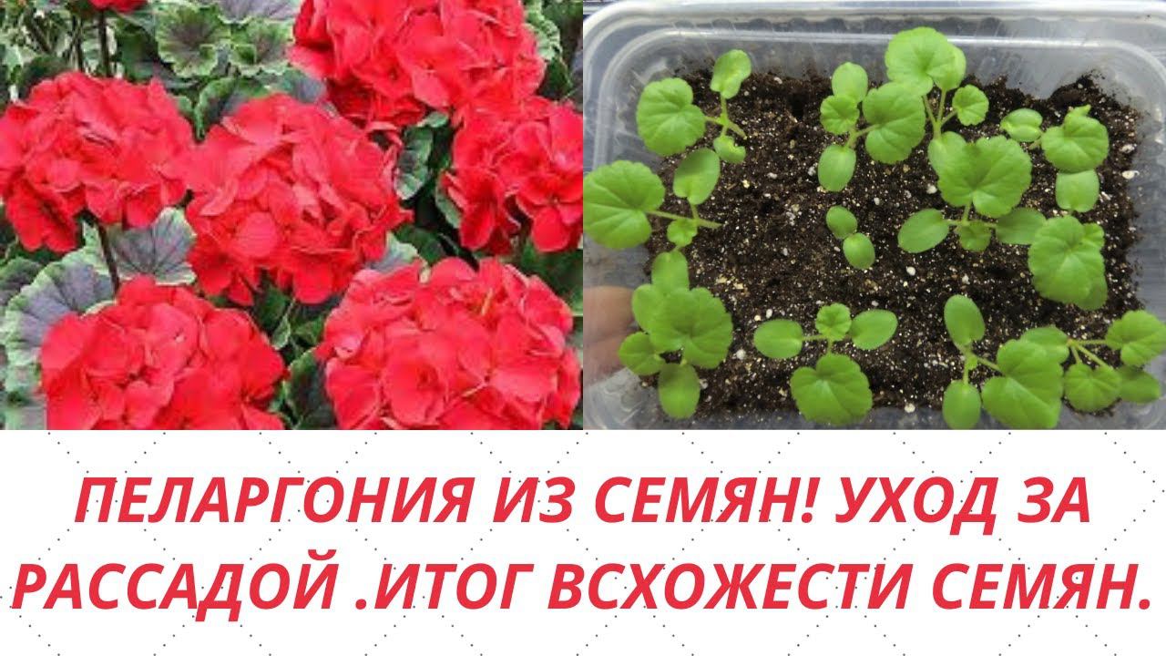 Выращивание пеларгонии из семян. Рассаде 3 недели.Уход за сеянцами. Подвожу итоги всхожести семян.