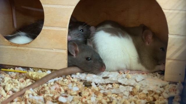 Сселение декоратривных крыс | Подселение крысенка к взрослой крысе