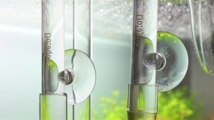 Ротала Индика или Аммания бонсай (Rotala indica or Ammania sp. Bonsai).