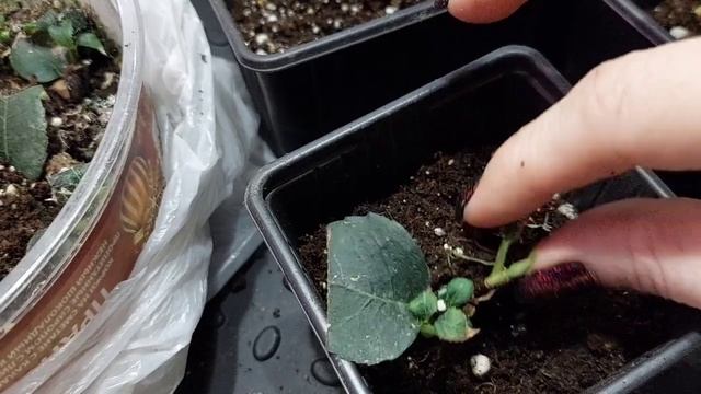 Черешковая гортензия.Результат осеннего черенкования. смотреть онлайн