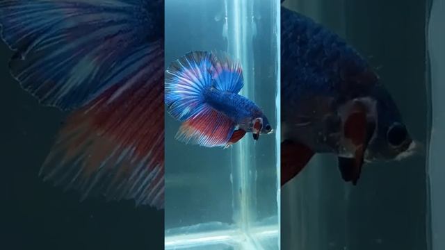 BETTA Рыбки Петушки Бойцовский