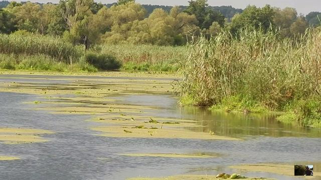 Плотина на р.Оскол. 3.08.2019г.