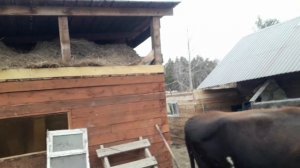 17 ноября 2021.Охота у коров! Как выявить охоту у коров! Какие признаки охоты бывают?