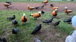 Утки Огари | Голодные утки | Хлеб не только вреден, но и полезен.