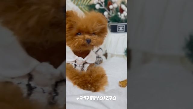 Teacup Teddy Poodle Микро пудель , тикап пудель , мальтипу микро всегда в наличии в нашем питомнике