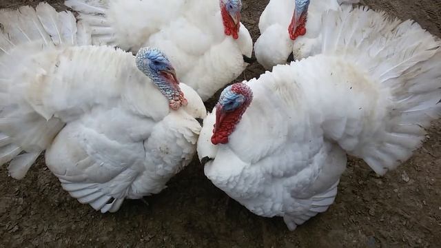 пушистые индюки смотреть онлайн