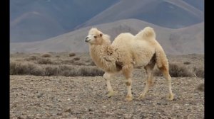 Верблюды Горного Алтая.