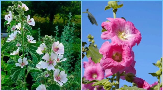 АЛТЕЙ лекарственный. Полезные свойства. смотреть онлайн