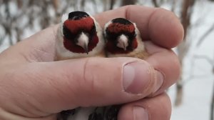 Ловля щеглов 23.02.2022 год.