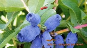 Жимолость съедобная Челябинка (cheliabinka) ? обзор: как сажать, саженцы жимолости Челябинка