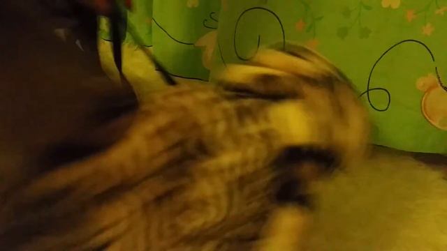 Nikon 7100 смотреть онлайн