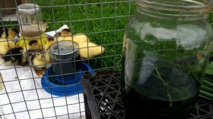 Рацион питания мускусных уток. Чем кормить индоутят для хорошего набора веса?