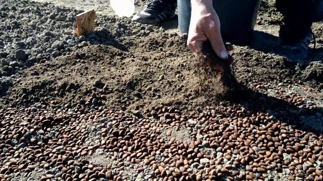 Высадка 375000 кедровых орешков за один день Зеленоградский кедровый питомник 16 мая 2020 года смотреть онлайн