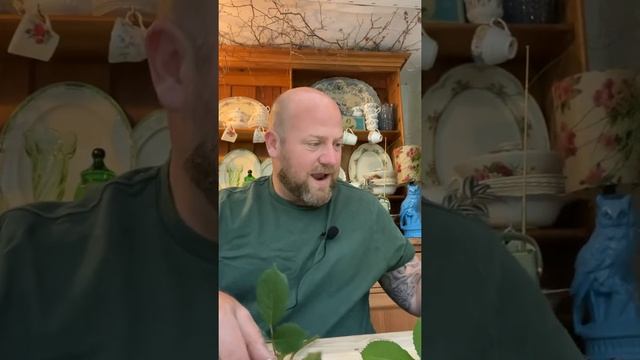 The poets wife from David Austin roses смотреть онлайн