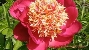 Пион травянистый Ниппон Бьюти (paeonia) ? Ниппон Бьюти обзор: как сажать, рассада пиона Ниппон Бьют