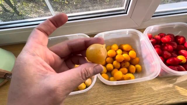 Томат Гора Визувий красные , желтые. Piennolo del Vesuvio. Пьенолло Дель Везувио смотреть онлайн