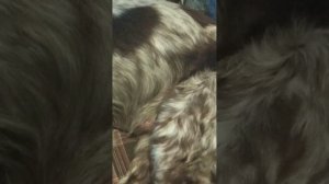 Почему у спаниелей с возрастом мучают судороги задних лап.