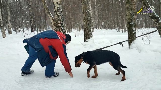 Облаивание переходящее в прикусывание, дрессировка босерона