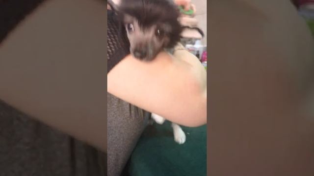 Как правильно подклеить ушки. смотреть онлайн