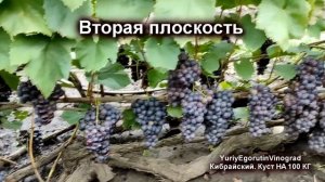 ? 100 кг с одного куста ВИНОГРАДА. Шпалера, формировка, агротехника. Все подробности на канале.