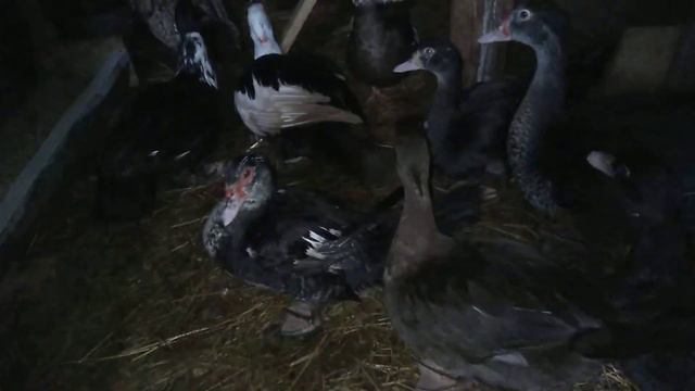 утки и индюки смотреть онлайн