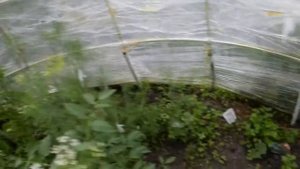 Урожай в теплице полусфере | Не поликарбонат