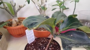 Мединилла развенчивает миф?Месяц после пересадки