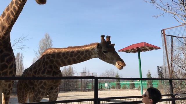 Жирафы- ГУРМАНЫ! Переборчивы в еде. смотреть онлайн