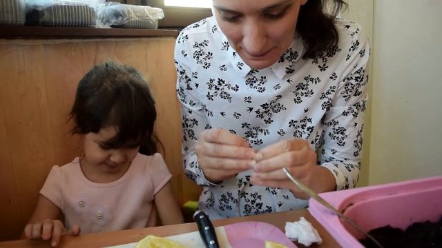 Лимон из косточки. Сажаем очищенную косточку в открытый грунт. Юные садоводы