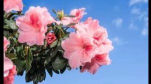 Азалии в саду .Болезни и лечение рододендронов. Азалии садовые виды и сорта рододендронов.