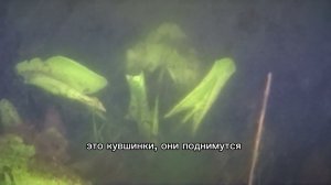 Что под водой в прудах Шуваловского парка в Санкт-Петербурге, пруд Шапка Наполеона