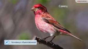 Видеоурок «Перелётные птицы»