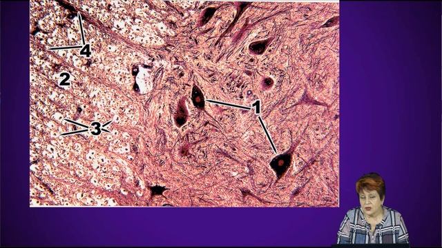 Нервная система.Спинальный ганглий. Спинной мозг смотреть онлайн