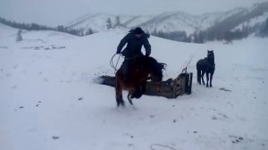 обучение лошади (Алтай)training horse (Altai)