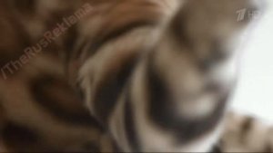 Реклама «Perfect Fit». 2015 г.