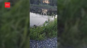 Медведь подкрался к отдыхающим в селе под Ачинском