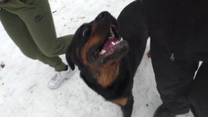 Тренировка собаки КОМАНДА РЯДОМ Тренировка ротвейлера Как тренировать собаку