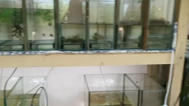 Результат по Расборам. Кормлю Таракатума рубаным трубочником. Пластина у Скалярий смотреть онлайн